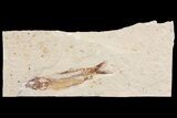 Cretaceous Fossil Fish (Hajulia) - Hakel, Lebanon #163090-1
